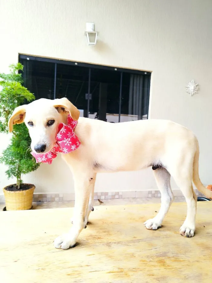 Cachorro ra a Srd idade 2 a 6 meses nome PLUTO