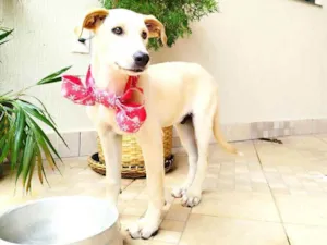 Cachorro raça Srd idade 2 a 6 meses nome PLUTO