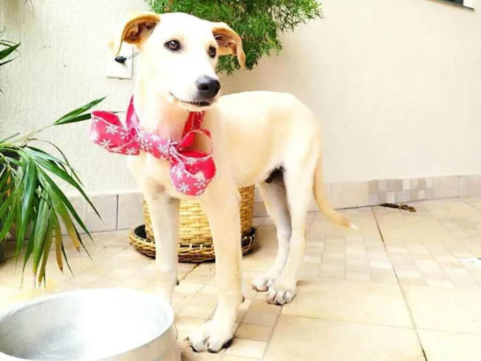 Cachorro ra a Srd idade 2 a 6 meses nome PLUTO