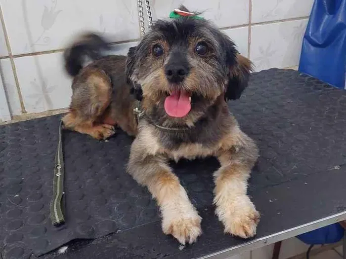 Cachorro raça Mestiça  idade 1 ano nome Piriguete kkk