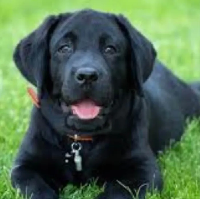 Cachorro ra a Mestiça  idade 7 a 11 meses nome Eros 