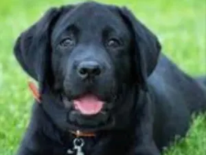 Cachorro raça Mestiça  idade 7 a 11 meses nome Eros 