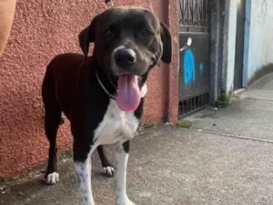 Cachorro raça Mix Pitbull idade 1 ano nome Bob 