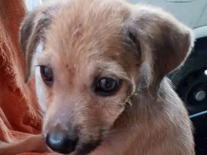 Cachorro ra a SRD idade 2 a 6 meses nome Caramelo sem lar
