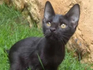 Gato raça PCB idade 2 a 6 meses nome Vini