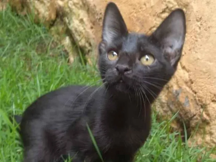 Gato ra a PCB idade 2 a 6 meses nome Vini