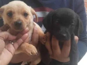 Cachorro raça Vira lata  idade 2 a 6 meses nome Fred