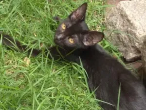 Gato raça SRD idade 2 a 6 meses nome Viola