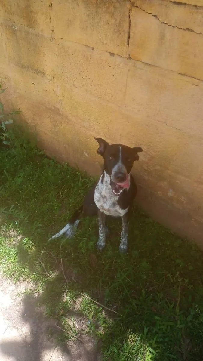 Cachorro ra a Sem  idade 7 a 11 meses nome Liz Pantera 