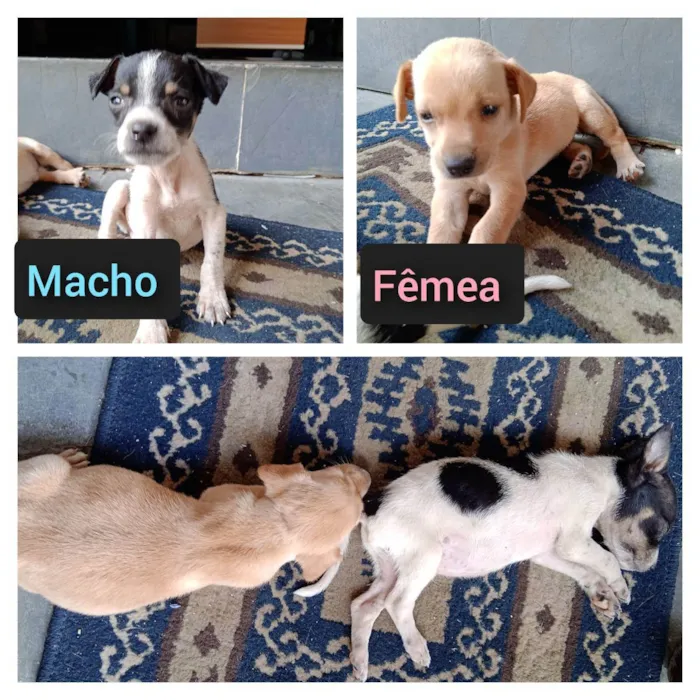 Cachorro raça Não definida  idade Abaixo de 2 meses nome Ainda não tem nome 