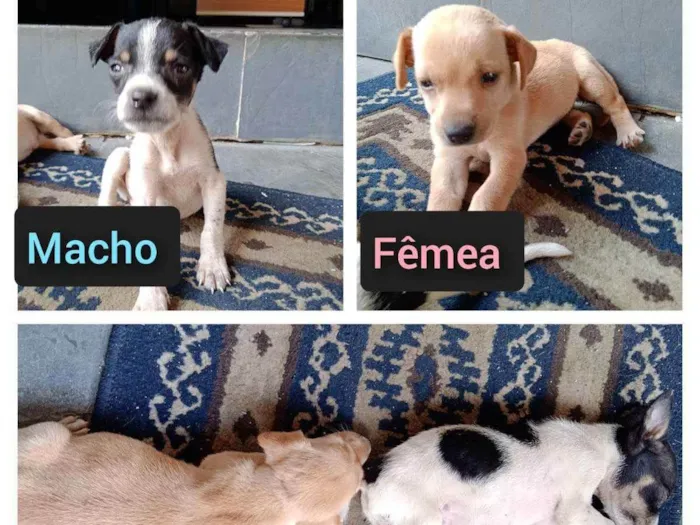 Cachorro raça Não definida  idade Abaixo de 2 meses nome Ainda não tem nome 