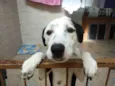 Amora