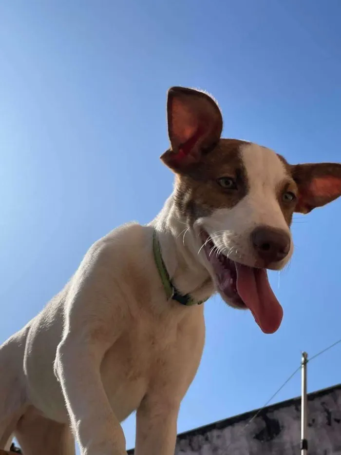 Cachorro ra a vira-lata  idade 7 a 11 meses nome Kira
