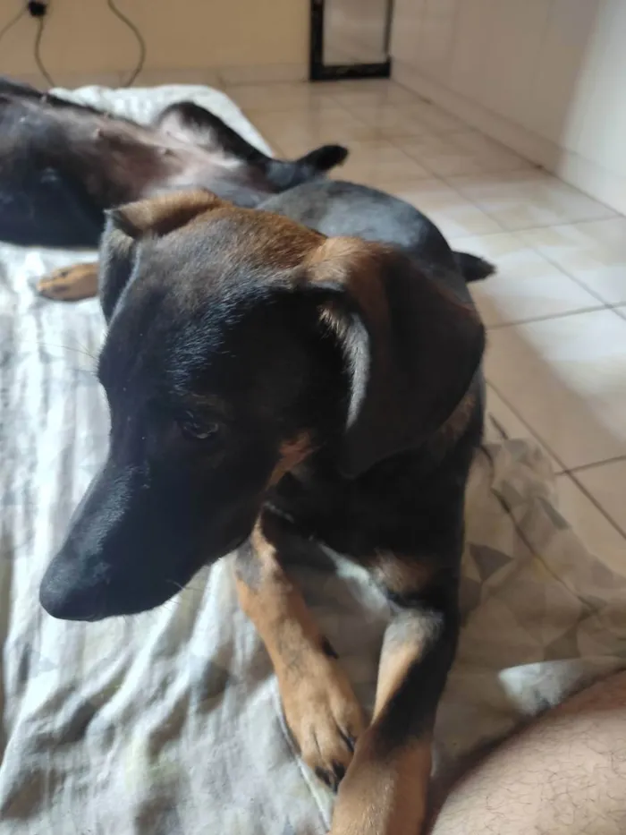 Cachorro ra a SRD idade 2 a 6 meses nome Jojo