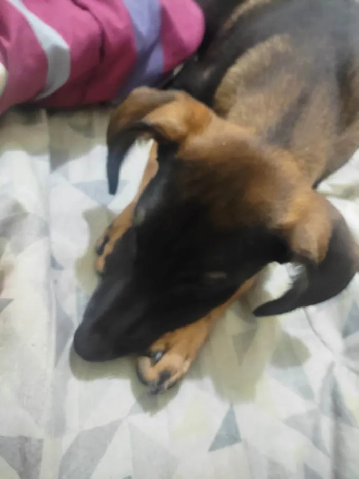 Cachorro ra a SRD idade 2 a 6 meses nome Jojo