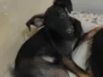 Jojo