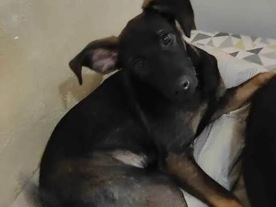 Cachorro ra a SRD idade 2 a 6 meses nome Jojo