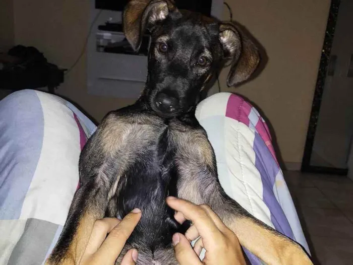 Cachorro ra a SRD idade 2 a 6 meses nome Jojo