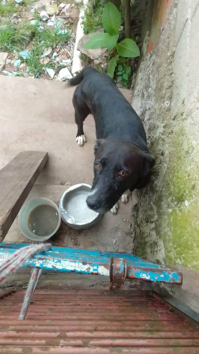 Cachorro ra a Srd idade 3 anos nome Nica