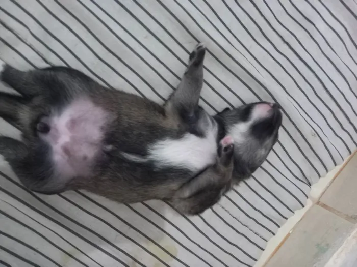 Cachorro raça Pasto alemão  idade Abaixo de 2 meses nome Não tem