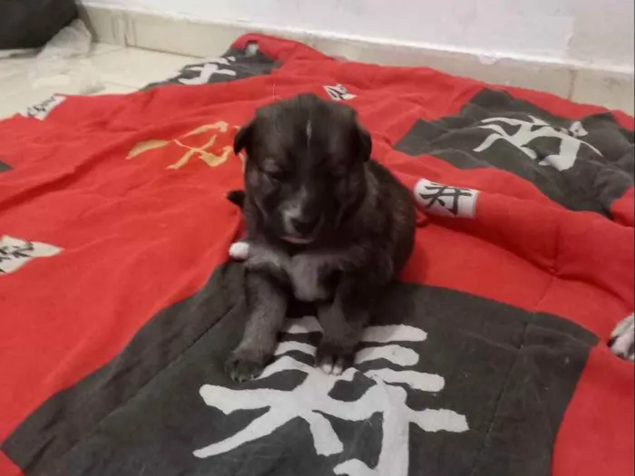 Cachorro raça Pasto alemão  idade Abaixo de 2 meses nome Não tem