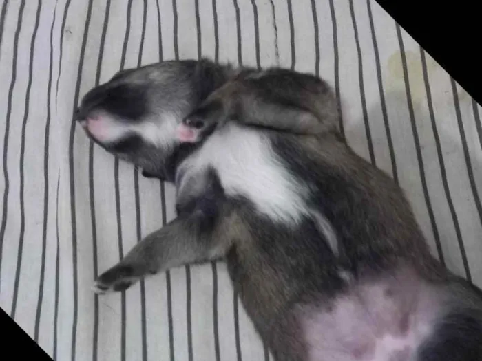 Cachorro raça Pasto alemão  idade Abaixo de 2 meses nome Não tem