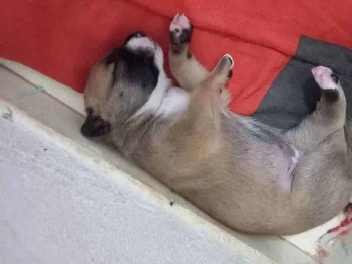 Cachorro raça Pasto alemão  idade Abaixo de 2 meses nome Não tem