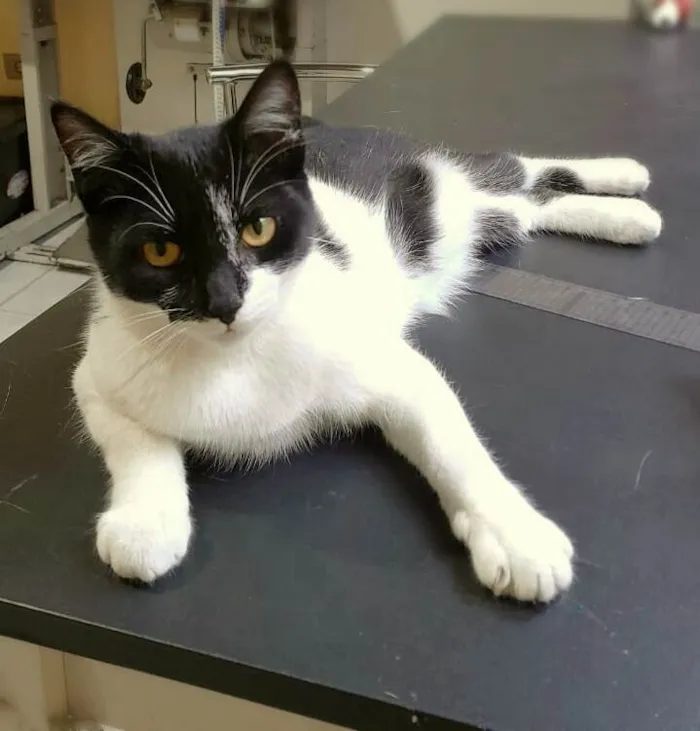 Gato ra a Srd idade 2 a 6 meses nome Jane