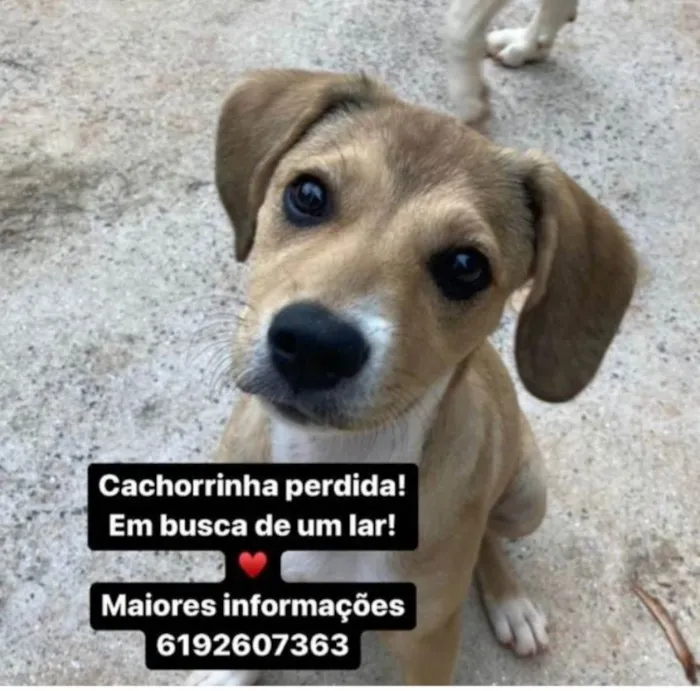 Cachorro ra a Desconhecido  idade 2 a 6 meses nome Sem nome