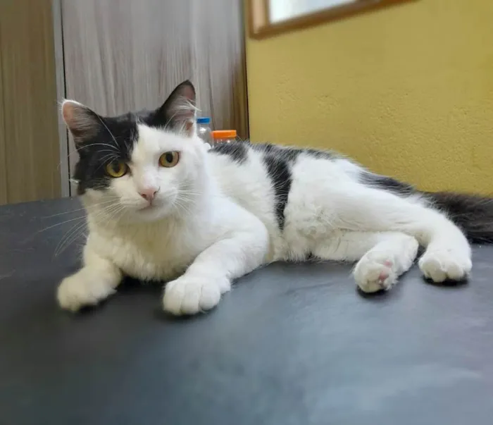 Gato ra a  idade 2 a 6 meses nome Jeremias