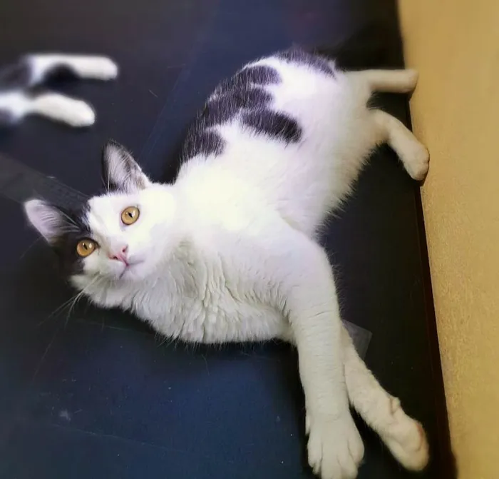 Gato ra a  idade 2 a 6 meses nome Jeremias