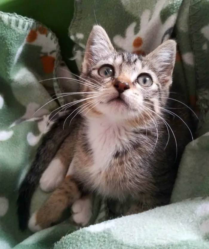 Gato ra a Srd idade 2 a 6 meses nome Annie
