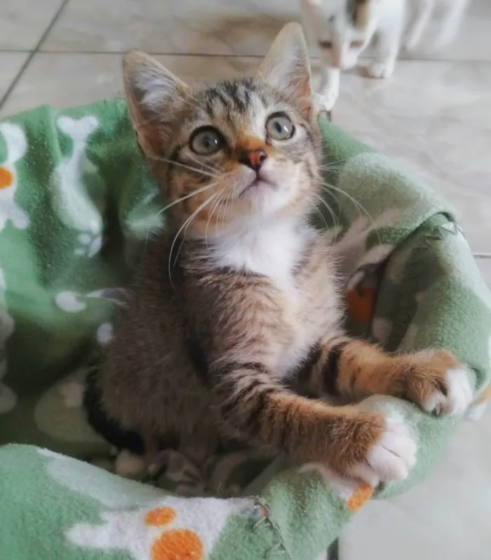 Gato ra a Srd idade 2 a 6 meses nome Annie