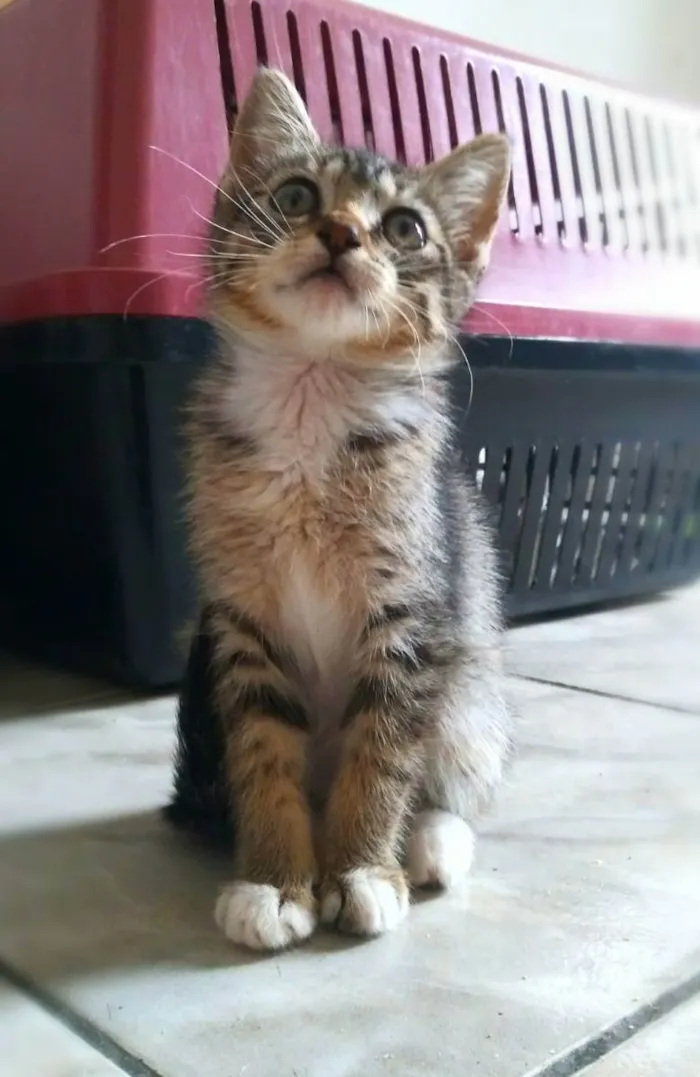 Gato ra a Srd idade 2 a 6 meses nome Annie