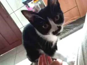 Gato raça Gato idade 2 a 6 meses nome Não tem