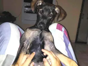 Cachorro raça SRD idade 2 a 6 meses nome Jojo