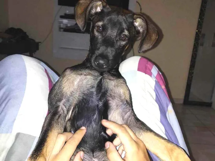 Cachorro ra a SRD idade 2 a 6 meses nome Jojo
