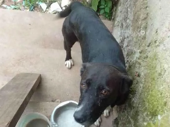 Cachorro ra a Srd idade 3 anos nome Nica