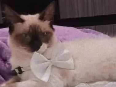 Gato ra a SRD idade 1 ano nome Sol