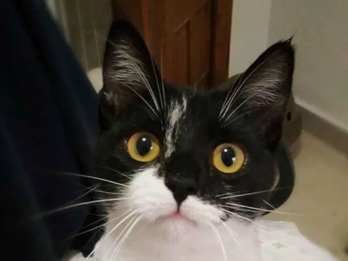 Gato ra a Srd idade 2 a 6 meses nome Jane