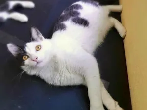 Gato raça Srd idade 2 a 6 meses nome Jeremias 