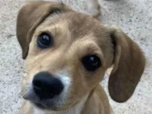 Cachorro raça Desconhecido  idade 2 a 6 meses nome Sem nome