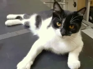 Gato raça Srd idade 2 a 6 meses nome Jane