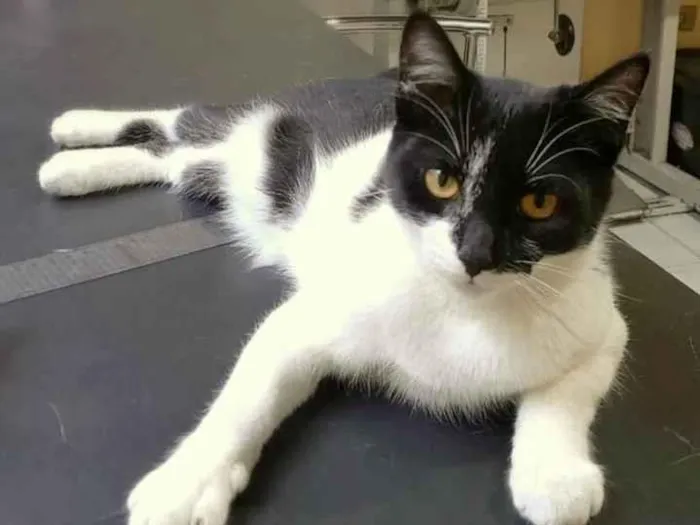 Gato ra a Srd idade 2 a 6 meses nome Jane