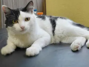 Gato raça  idade 2 a 6 meses nome Jeremias