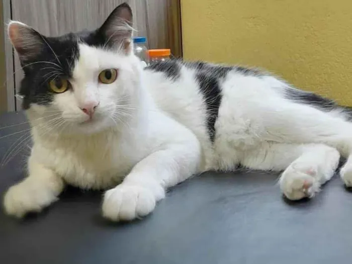Gato ra a  idade 2 a 6 meses nome Jeremias