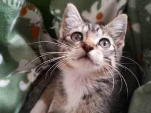Gato raça Srd idade 2 a 6 meses nome Annie