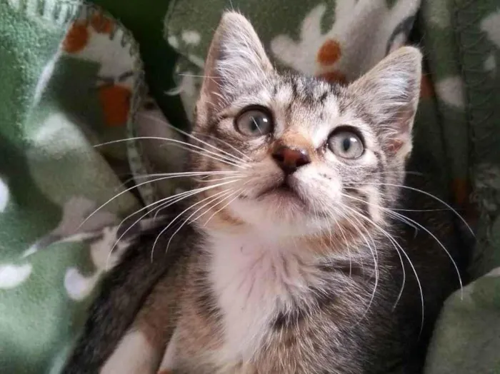 Gato ra a Srd idade 2 a 6 meses nome Annie