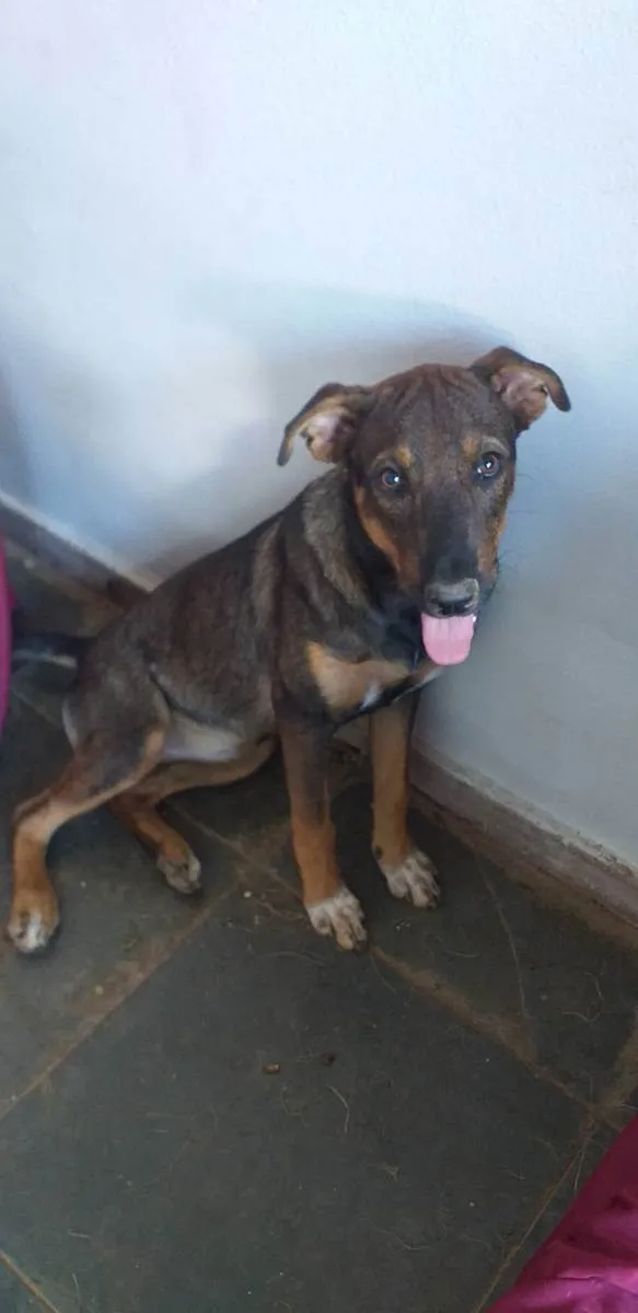 Cachorro raça Sem raça definida  idade 2 a 6 meses nome Paçoca 
