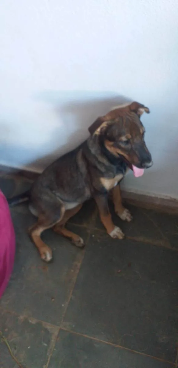 Cachorro raça Sem raça definida  idade 2 a 6 meses nome Paçoca 